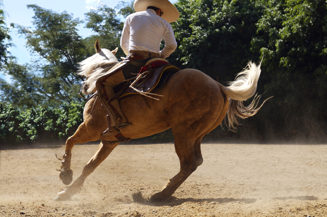 Jose Cuervo Tradition 4