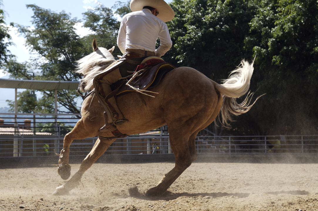 Jose Cuervo Tradition 4 Original