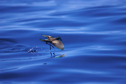 Reebok Pump Form Ad Original 2